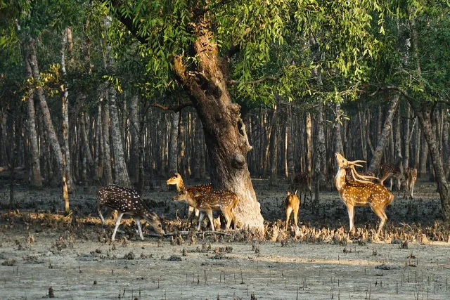 Sundarbans Mangrove Cruise